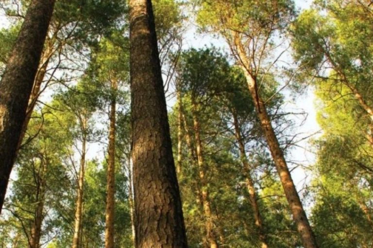 Mercado Libre presenta su primer Reporte de Impacto Integrado