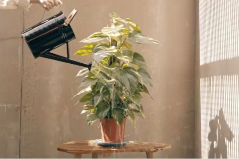 Las campañas que recuerdan la importancia de cuidar el planeta