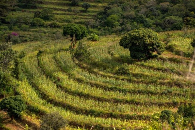 Mastercard celebra el Día Internacional de la Tierra expandiendo sus esfuerzos de reforestación