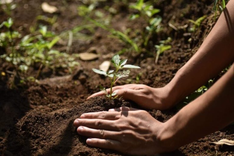 Mastercard estrenó una serie para concientizar sobre la reforestación y el cambio climático