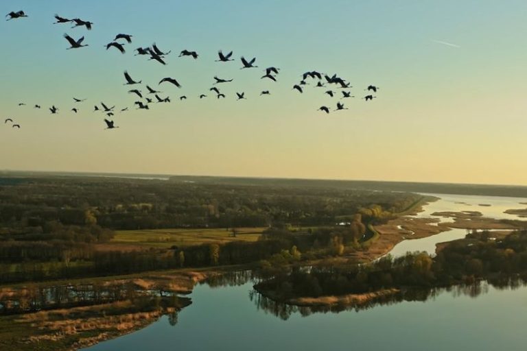 DDB Colombia crea la primera campaña que convierte animales migratorios en “guías turísticos”